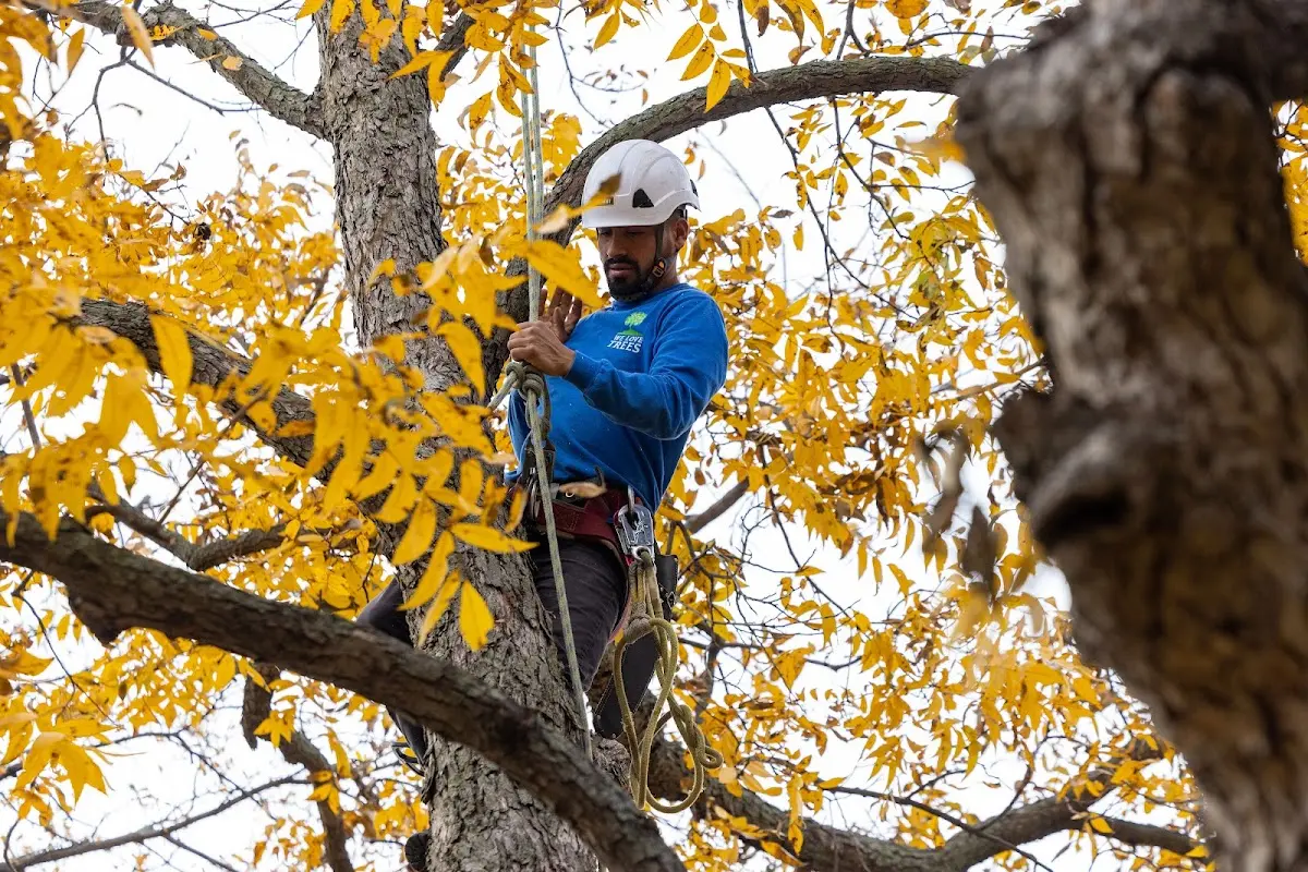 Skilled Tree Transplanting crew working in Homer